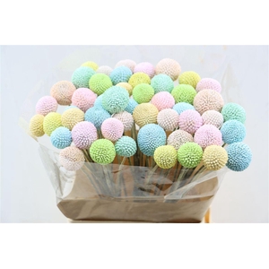 Craspedia Tinted Easter Mix