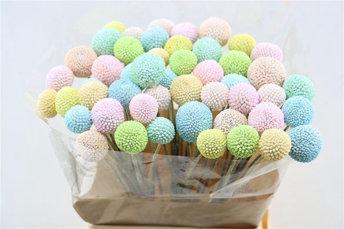 <h4>Craspedia Tinted Easter Mix</h4>