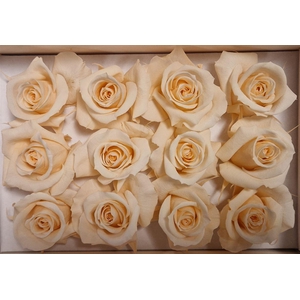 Ro Pres Mini Champagne