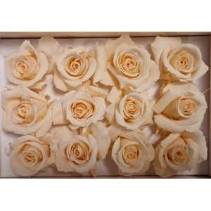 Ro Pres Mini Champagne