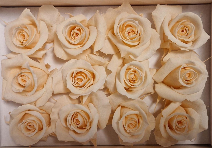 <h4>Ro Pres Mini Champagne</h4>