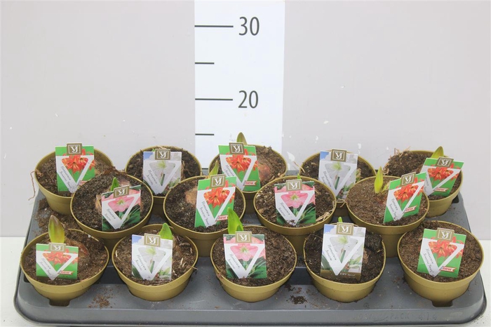 <h4>Hippeastrum Co Rascal Gemengd</h4>