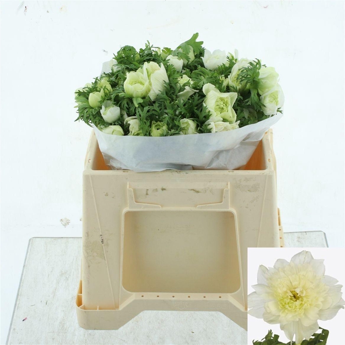 <h4>ANEM CO FSTAR P WHIT</h4>