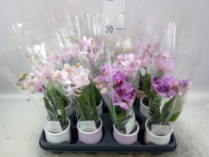 <h4>Phalaenopsis   ...mini</h4>