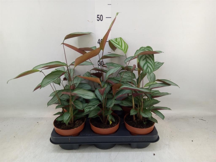 <h4>Ctenanthe   ...</h4>