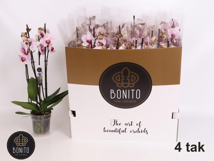 <h4>PHAL AN DENVER</h4>