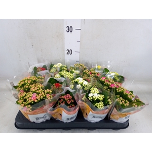 Kalanchoe blos. 'RoyalDon'   ..mix