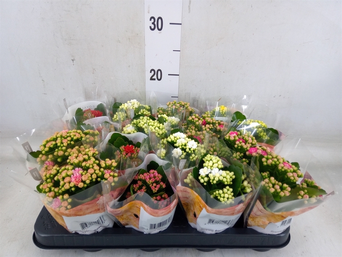 <h4>Kalanchoe blos. 'RoyalDon'   ..mix</h4>
