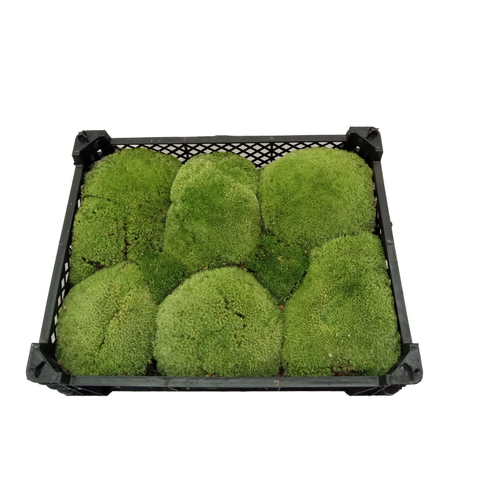 <h4>BOLMOS PLASTIC ZWART</h4>