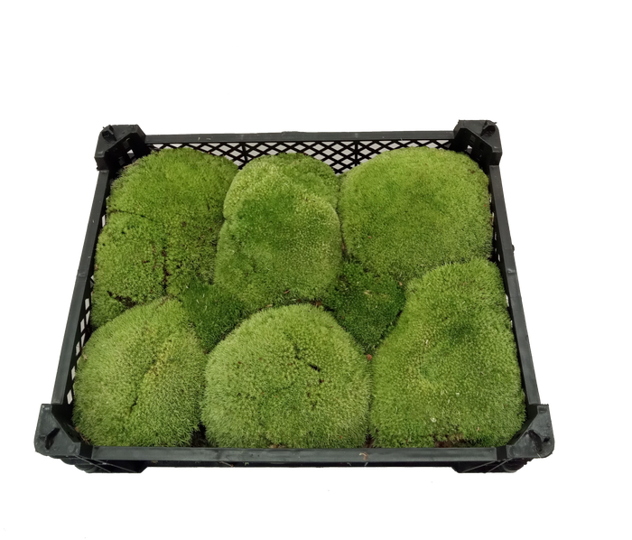 BOLMOS PLASTIC ZWART