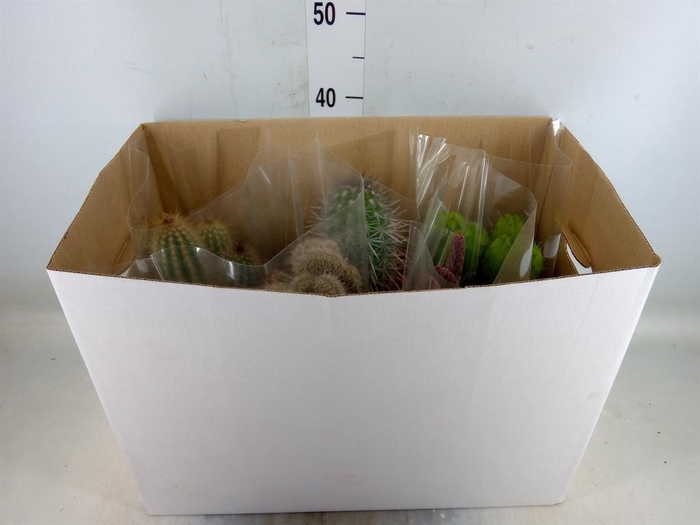 <h4>Cactus   ...mix</h4>