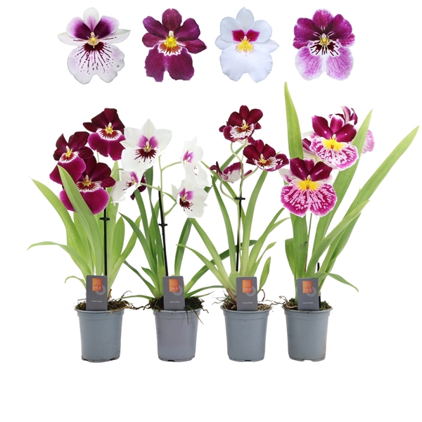 <h4>Inca Miltoniopsis 9 cm 1 spike</h4>