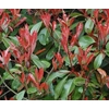 Photinia overig