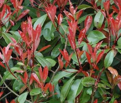 Photinia overig
