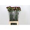 Dianthus St Zurigo
