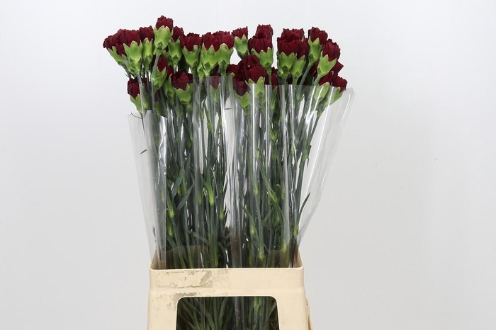 Dianthus St Zurigo