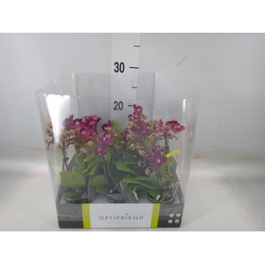 Phalaenopsis multi.   ...red