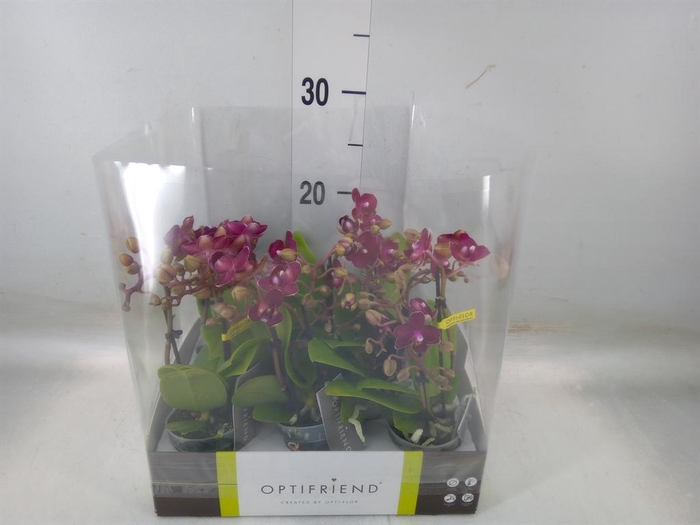 <h4>Phalaenopsis multi.   ...red</h4>