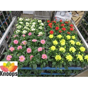 DAHLIA MIXK 4 KL