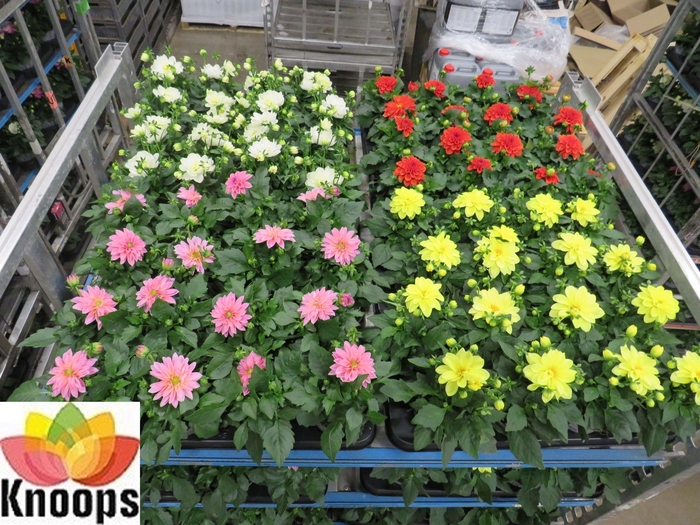 <h4>DAHLIA MIXK 4 KL</h4>