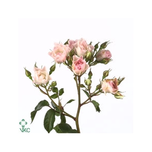 Rosa ec tutti frutti