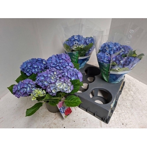 .Hydrangea macrophylla blauer zwerg