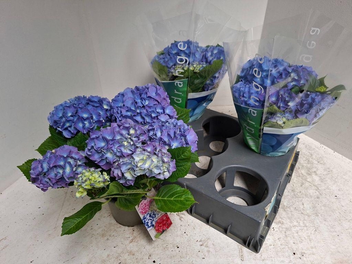 <h4>.Hydrangea macrophylla blauer zwerg</h4>