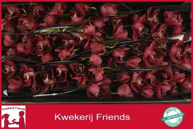 <h4>CYMB T HADES</h4>