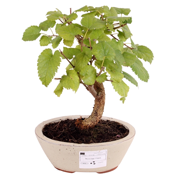 <h4>Bonsai Outdoor Deluxe Morus alba ø15cm</h4>