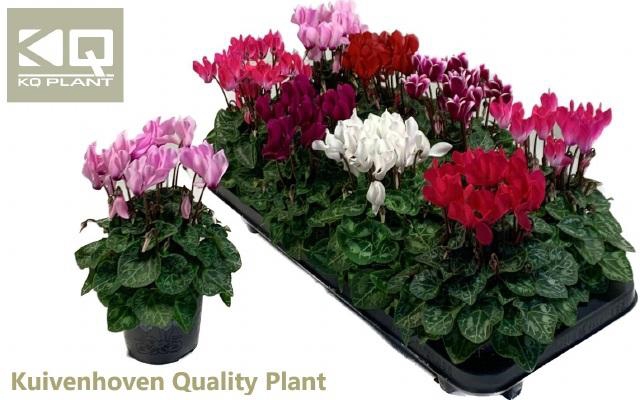 <h4>CYCL KL SUP COMPACT</h4>