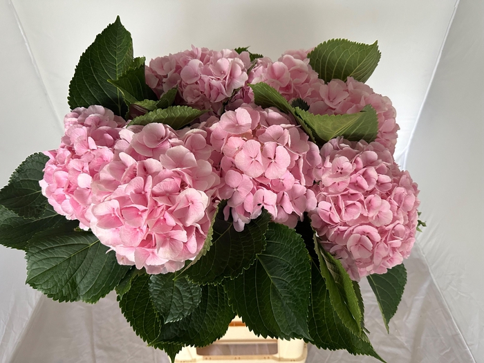 <h4>HYDR M CH VERENA</h4>