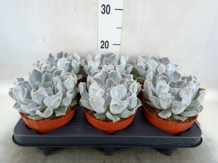 Echeveria lilacina 'Thriller Pearl'