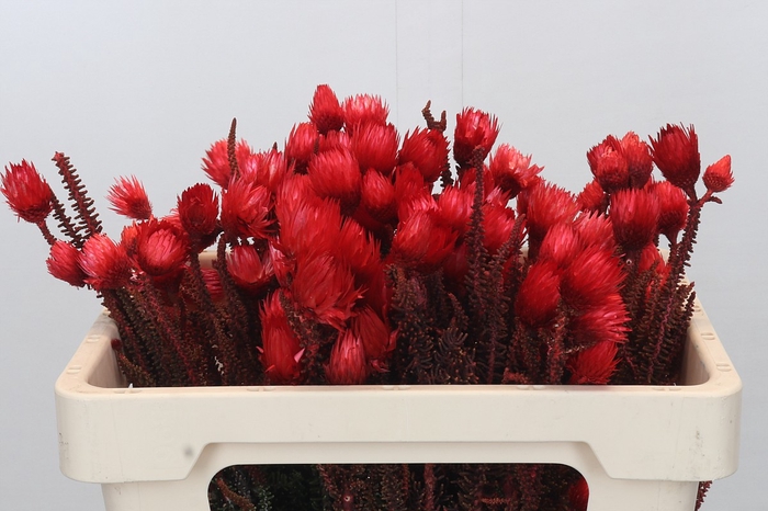 Kaaps Groen Phaenocoma Red