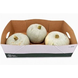 CUCURBITA PEPO