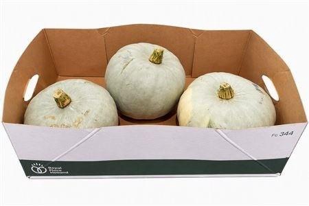 <h4>CUCURBITA PEPO</h4>
