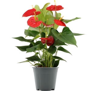 Anthurium Esudo in transparant sleeve