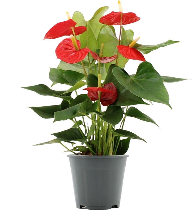 Anthurium Esudo in transparant sleeve