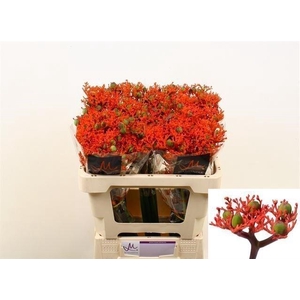 Jatropha firecracker