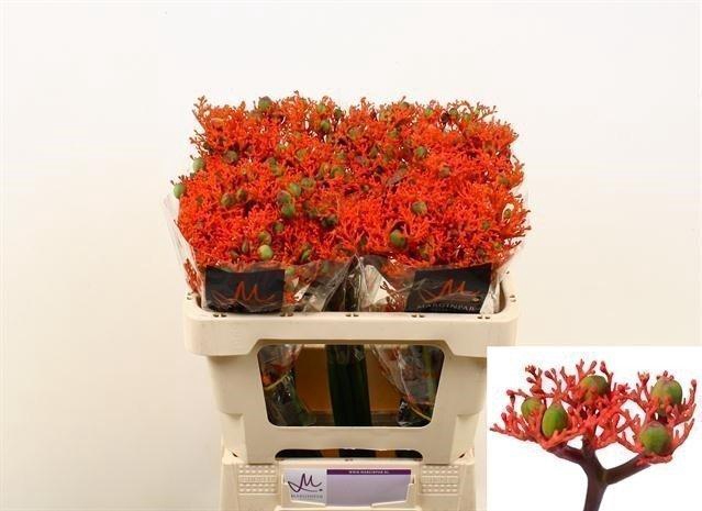 <h4>Jatropha firecracker</h4>