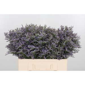 Limonium Purple Gemengd