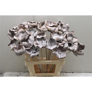 Palm Caps Op Stok Frosted