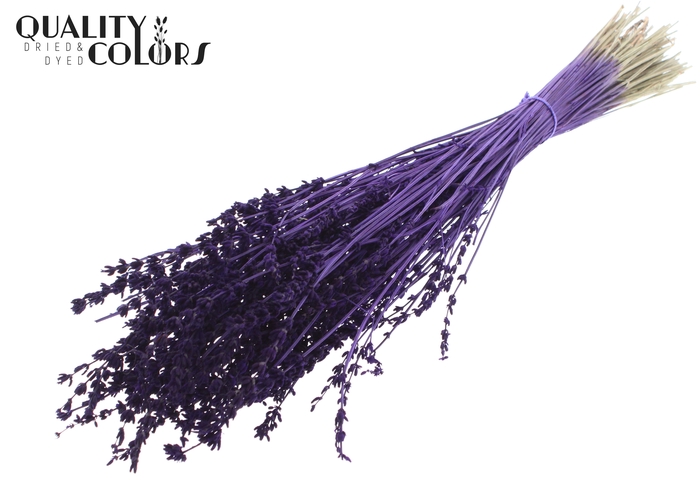 Lavendel per bunch Purple