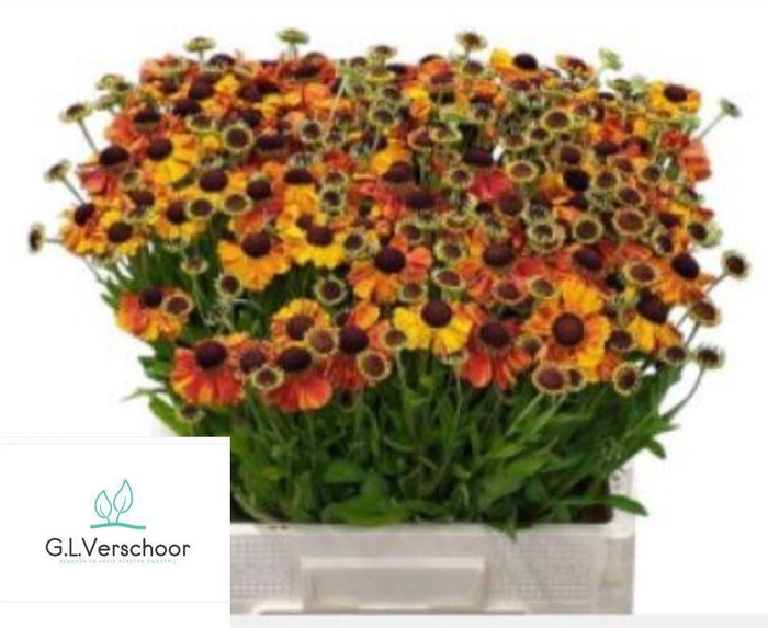 <h4>HELEN AUTUMN FLIRT</h4>