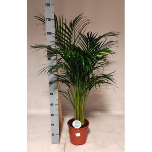 DYPSIS LUTESCENS