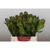 Leucadendron Laurel Yellow