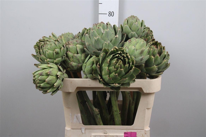 <h4>Cynara Scolymus</h4>
