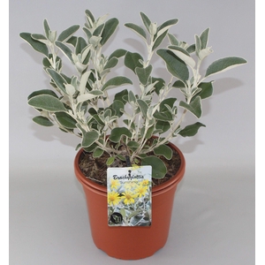 Brachyglottis 'Sunshine' C5