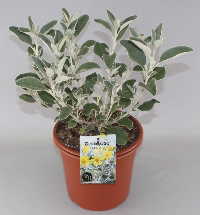 <h4>Brachyglottis 'Sunshine' C5</h4>