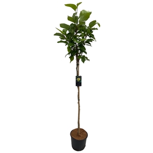 Magnolia 'Yellow Bird' Stam 130 cm