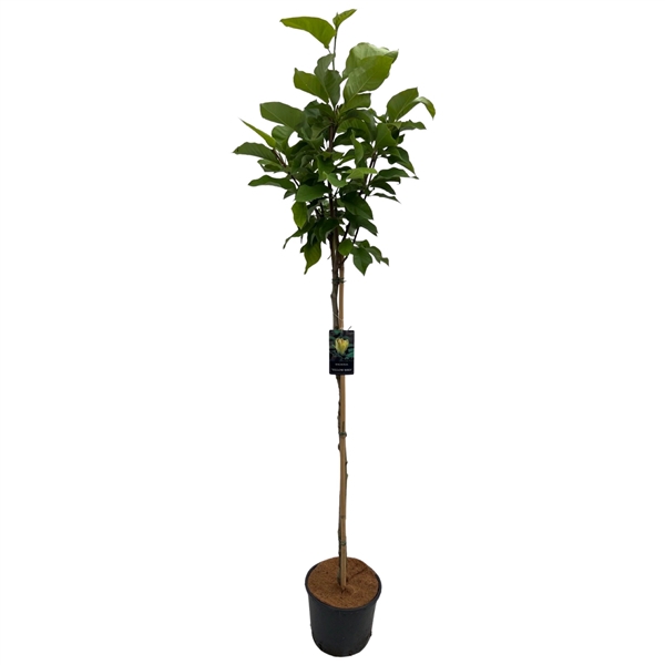 <h4>Magnolia 'Yellow Bird' Stam 130 cm</h4>